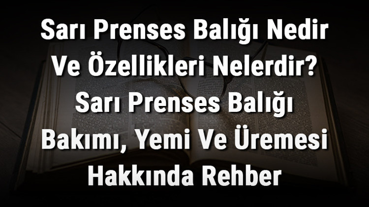 Sarı Prenses Balığı Nedir Ve Özellikleri Nelerdir? Sarı Prenses Balığı Bakımı, Yemi Ve Üremesi Hakkında Rehber