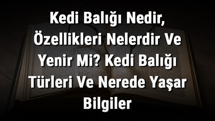 Kedi Balığı Nedir, Özellikleri Nelerdir Ve Yenir Mi Kedi Balığı Türleri Ve Nerede Yaşar Bilgiler