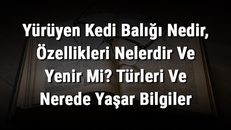 Yürüyen Kedi Balığı Nedir, Özellikleri Nelerdir Ve Yenir Mi Türleri Ve Nerede Yaşar Bilgiler