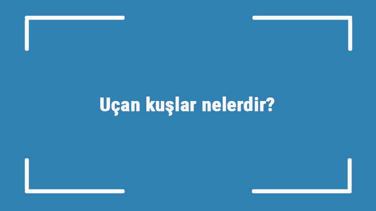 Uçan kuşlar nelerdir Uçan kanatlı kuş türleri ve isimleri