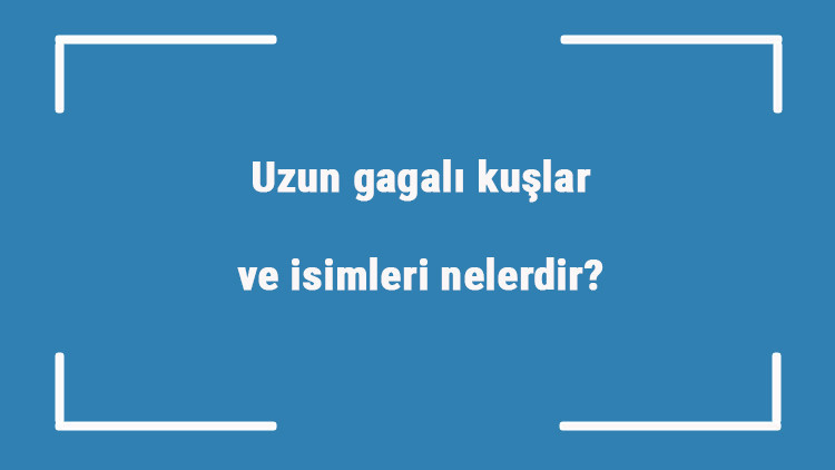Uzun gagalı kuşlar ve isimleri nelerdir Büyük ve küçük uzun gagalı kuşlar