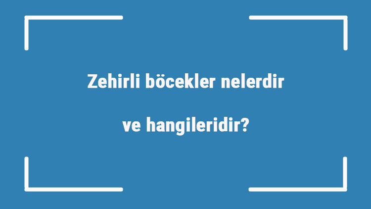 Zehirli böcekler nelerdir ve hangileridir En zehirli böcek türleri ve isimleri Zehirli böcekler nelerdir ve hangileridir En zehirli böcek türleri ve isimleri