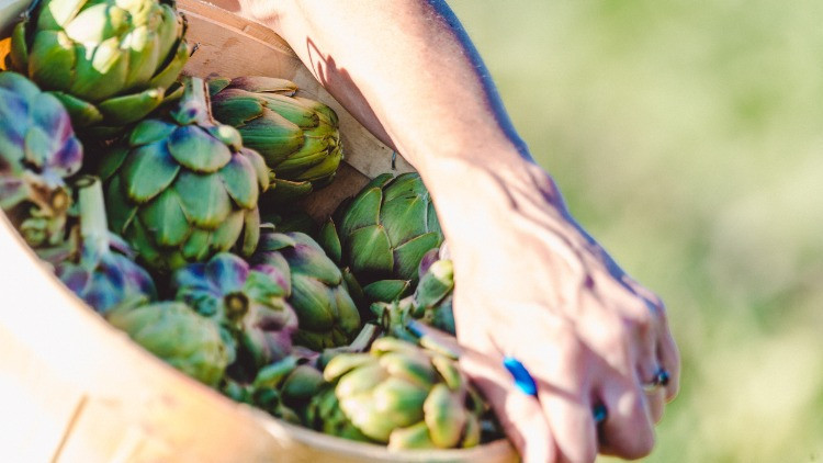 Urla Enginar Festivali 2022 Ne Zaman, Kaç Gün Sürecek? Uluslararası Urla Enginar Festivali 2022 Takvimi