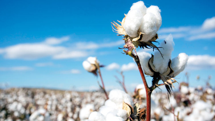 ‘Özbek pamuğu’ endişesi