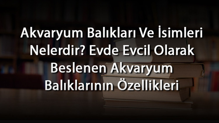 Akvaryum Balıkları Ve İsimleri Nelerdir Evde Evcil Olarak Beslenen Akvaryum Balıklarının Özellikleri