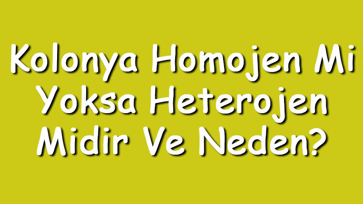 Kolonya homojen mi yoksa heterojen midir ve neden