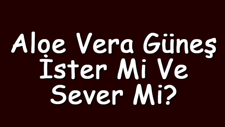 Aloe vera güneş ister mi ve sever mi Aloe vera güneş almalı mı