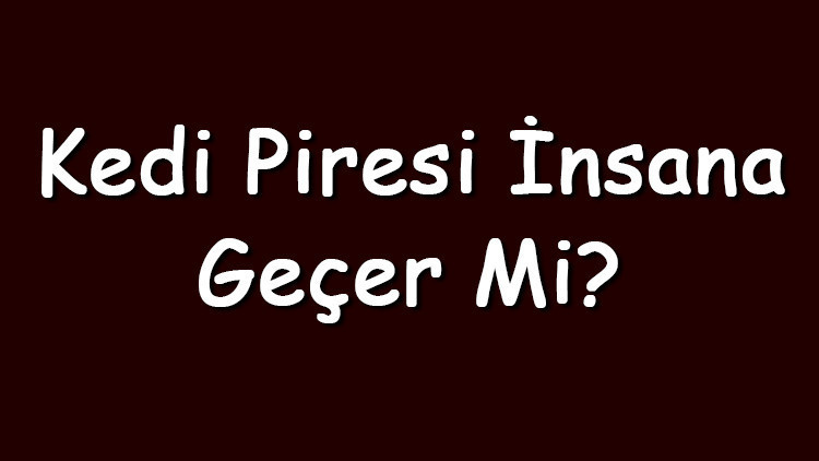 Kedi piresi insana geçer mi ve zarar verir mi Kedi biti insanda yaşar mı ve nasıl temizlenir
