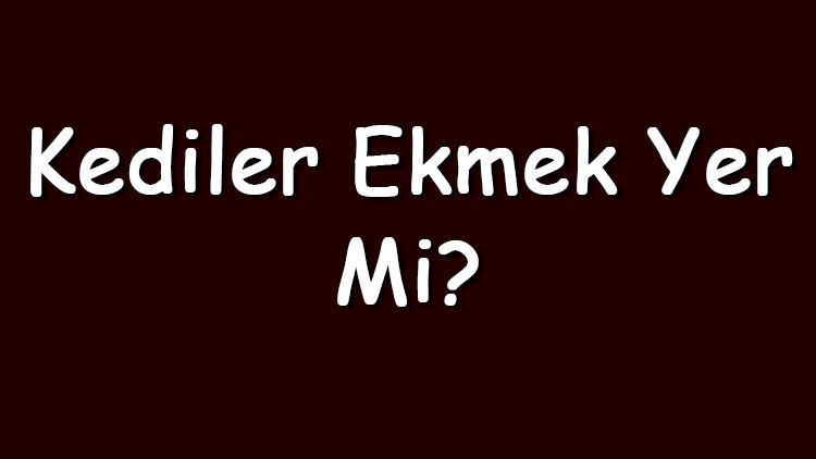 Kediler ekmek yer mi Kedi sütlü ve bayat ekmek yiyebilir mi
