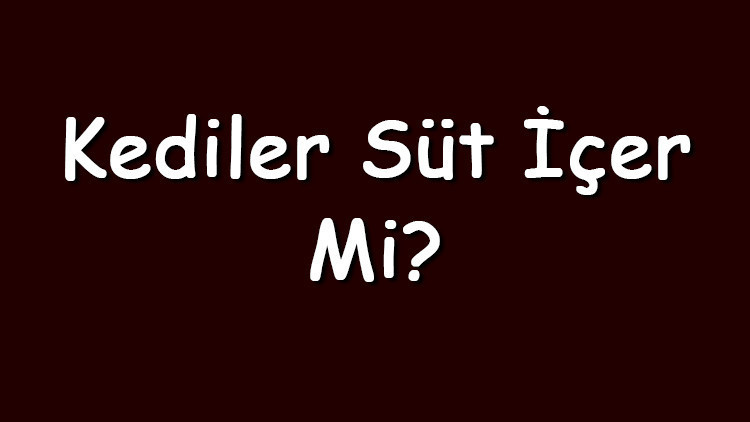 Kediler süt içer mi Kediler laktozsuz, bozuk ya da çikolatalı süt içebilir mi