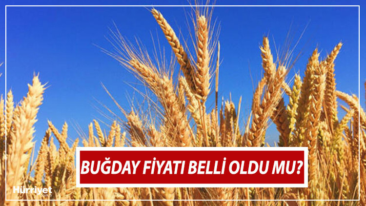 Buğday alım fiyatları 2022 ne zaman açıklanacak, taban fiyatlar belli oldu mu Tarım ve Orman Bakanlığından açıklama