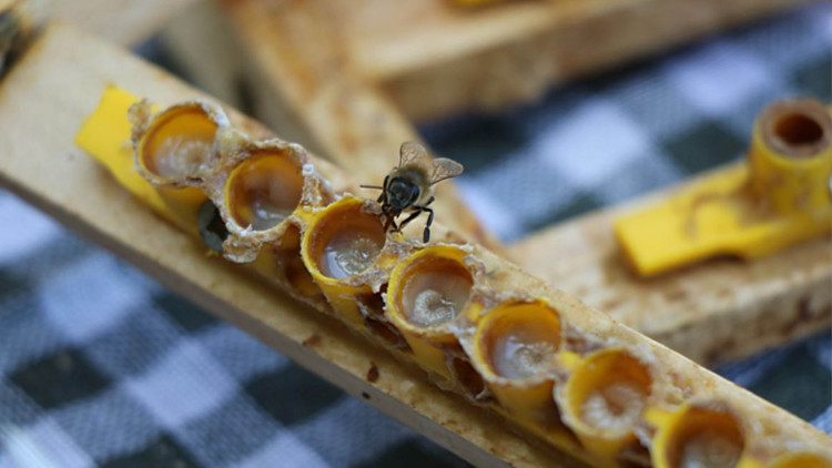 Servet değerinde: Kilosu 15 bin TL