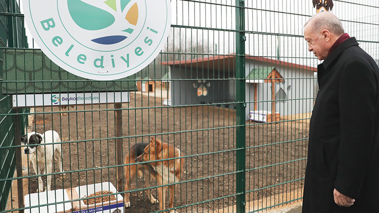 Erdoğan Beykoz ve Konya’yı örnek gösterdi: Barınaktan sahiplen destek al