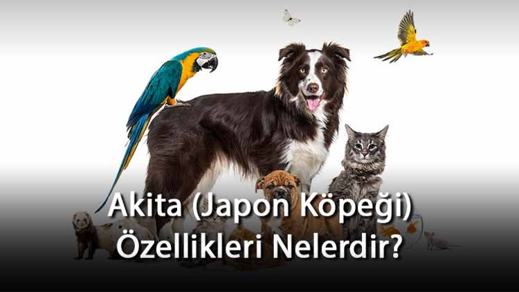 Akita (Japon Köpeği) Özellikleri Nelerdir Ne Kadar Büyür, Nasıl Eğitilir Akita Cinsi Köpek İçin İsim Önerileri