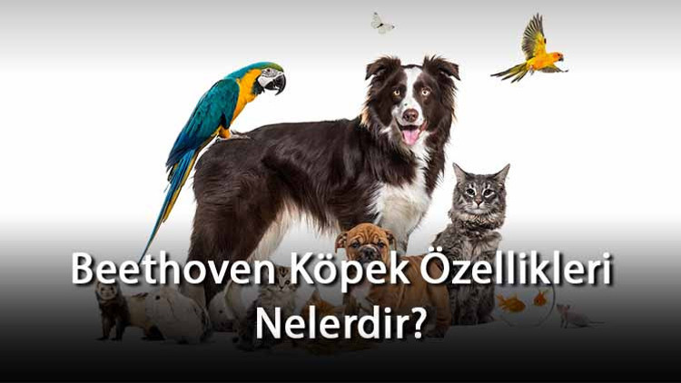 Beethoven Köpek Özellikleri Nelerdir Ne Kadar Büyür, Nasıl Eğitilir Beethoven Cinsi Köpek İçin İsim Önerileri