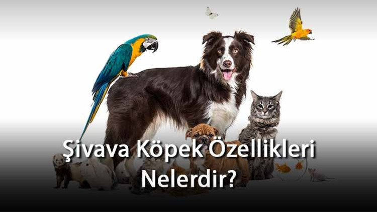Şivava Köpek Özellikleri Nelerdir? Ne Kadar Büyür, Nasıl Eğitilir? Şivava Cinsi Köpek İçin İsim Önerileri