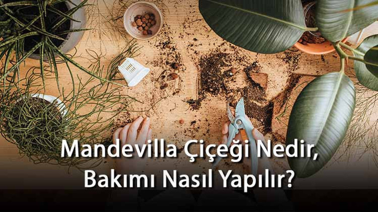 Mandevilla Çiçeği Nedir, Bakımı Nasıl Yapılır? Mandevilla Çiçeği Özellikleri Ve Bakımının Püf Noktaları