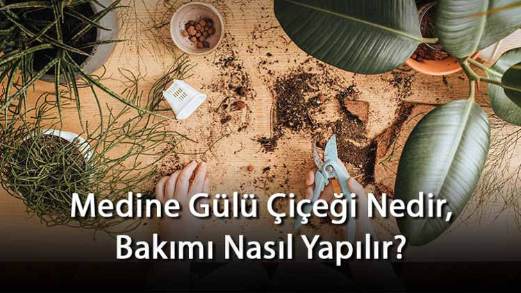 Medine Gülü Çiçeği Nedir, Bakımı Nasıl Yapılır? Medine Gülü Çiçeği Özellikleri Ve Bakımının Püf Noktaları