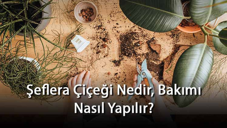 Şeflera Çiçeği Nedir, Bakımı Nasıl Yapılır? Şeflera Çiçeği Özellikleri Ve Bakımının Püf Noktaları