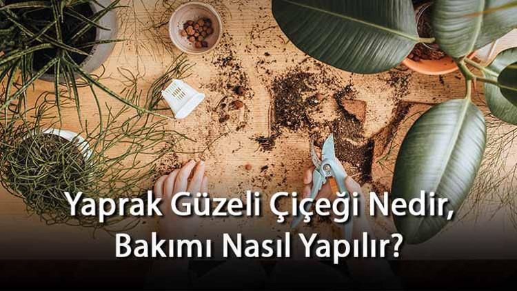 Yaprak Güzeli Çiçeği Nedir, Bakımı Nasıl Yapılır? Yaprak Güzeli Çiçeği Özellikleri Ve Bakımının Püf Noktaları