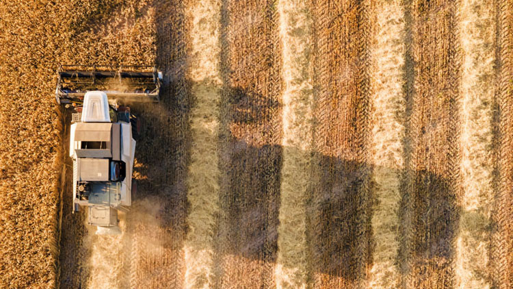 Buğday krizi derinleşiyor