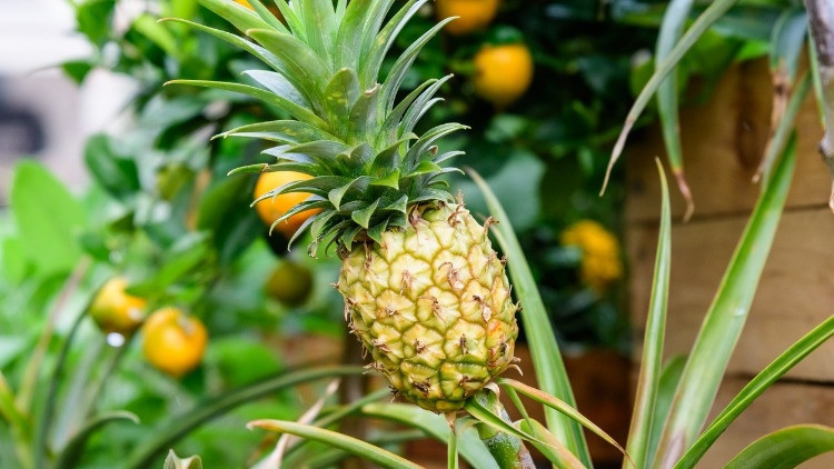 Ananas nasıl yetişir Evde ananas yetiştirmenin püf noktaları Ananas nasıl yetişir Evde ananas yetiştirmenin püf noktaları