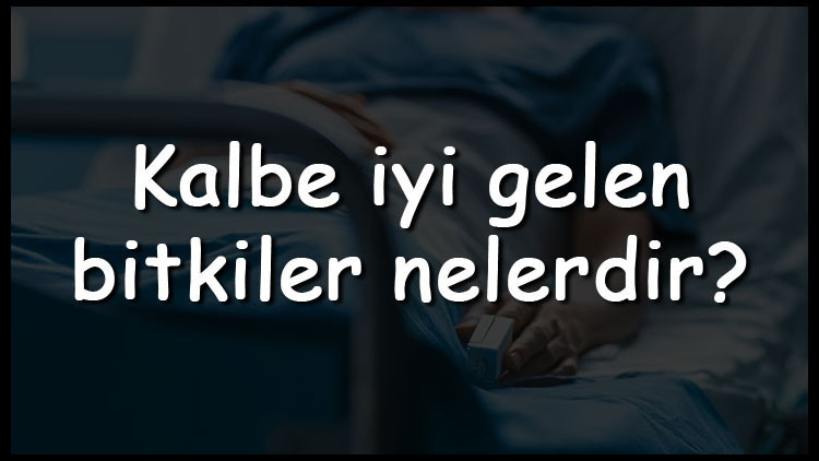 Kalbe iyi gelen bitkiler nelerdir Kalbe iyi gelen bitki çayları ve tarileri