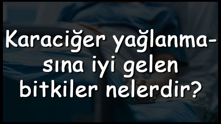 Karaciğer yağlanmasına iyi gelen bitkiler nelerdir Karaciğer yağlanmasını engelleyen bitki çayları ve tarifleri