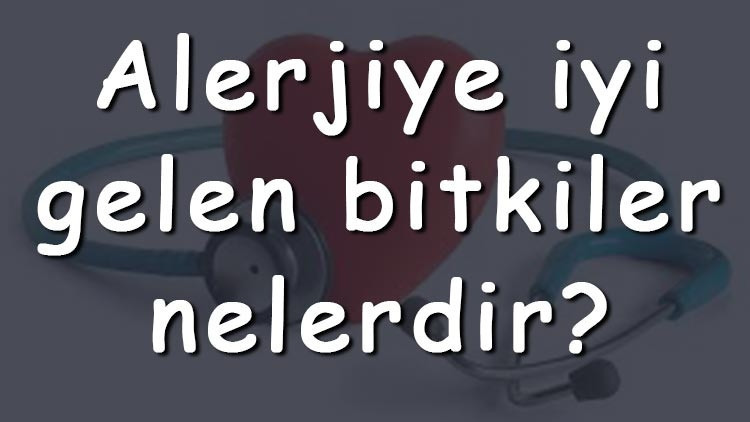 Alerjiye iyi gelen bitkiler nelerdir Alerjiye iyi gelen bitki çayları ve tarifleri