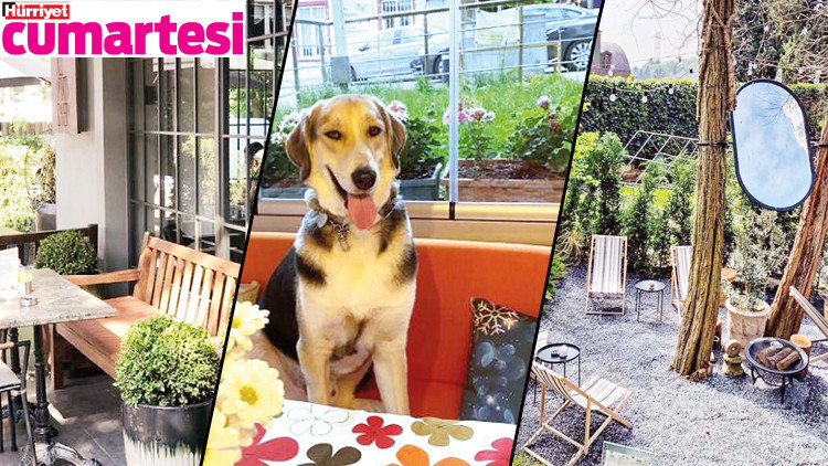 Hem köpekler rahat etsin hem de sahipleri Hem köpekler rahat etsin hem de sahipleri