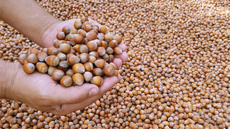 Levant fındık ne demek, nedir İşte levant ve Giresun kalite fındık çeşitleri ile ilgili bilgiler Levant fındık ne demek, nedir İşte levant ve Giresun kalite fındık çeşitleri ile ilgili bilgiler