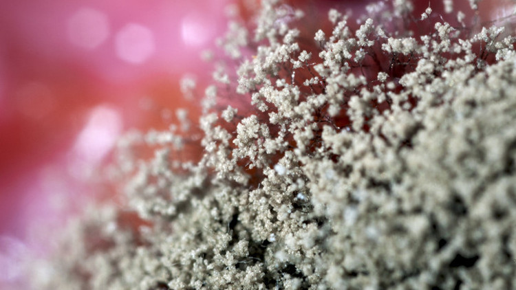 Maymun çiçeği belirtileri nelerdir, nasıl anlaşılır Maymun çiçeği hastalığı Türkiyede var mı Fahrettin Koca açıkladı Maymun çiçeği belirtileri nelerdir, nasıl anlaşılır Maymun çiçeği hastalığı Türkiyede var mı Fahrettin Koca açıkladı