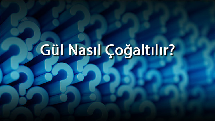 Gül Nasıl Çoğaltılır Asma, Sarmaşık, Yediveren, Bodur, Baston Ve Minyatür Gül Nasıl Ve Hangi Ayda Çoğaltılır
