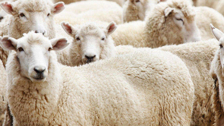 ESK’dan üreticileri destekleyecek hamle ESK’dan üreticileri destekleyecek hamle