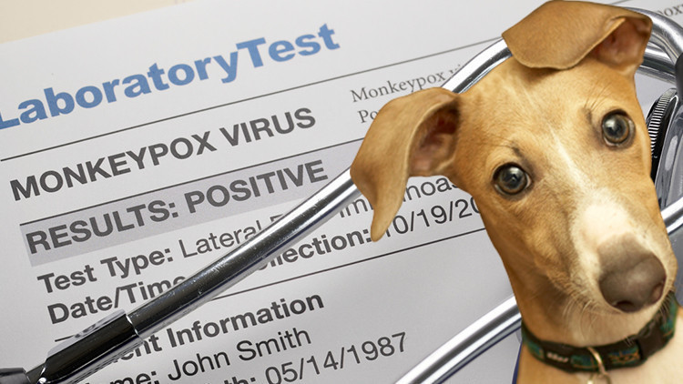 Maymun çiçeği hastalığı ilk kez bir evcil hayvana bulaştı Mutasyon endişesi... Maymun çiçeği hastalığı ilk kez bir evcil hayvana bulaştı Mutasyon endişesi...