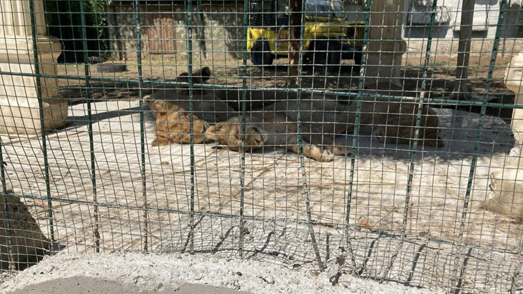 ‘Aslan Park’lara artık dur deyin’ ‘Aslan Park’lara artık dur deyin’