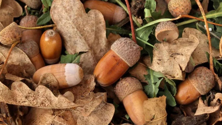 Meşe palamudu yenir mi Meşe palamudu faydaları ve zararları nelerdir