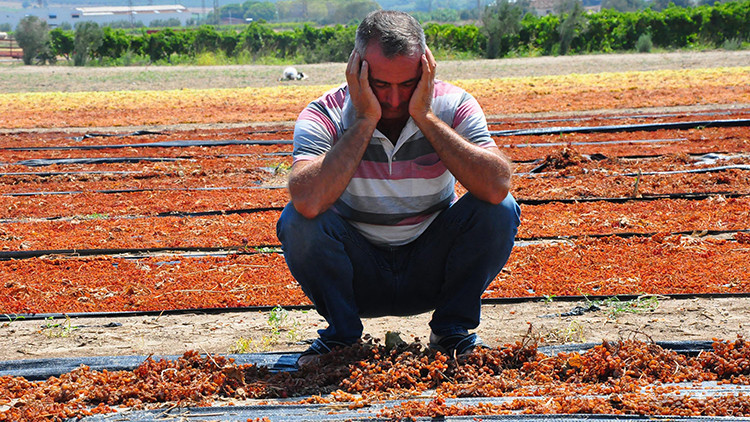 Manisada sağanak yağış üzüm bağlarını vurdu Perişanız Manisada sağanak yağış üzüm bağlarını vurdu Perişanız