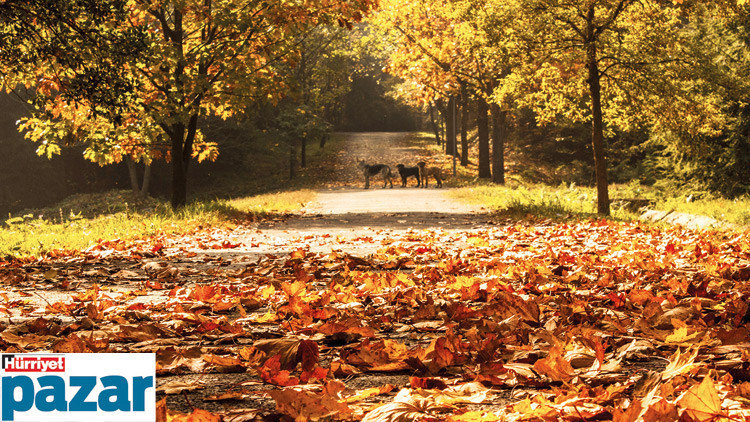 Tabiattaki sonbahar habercileri
