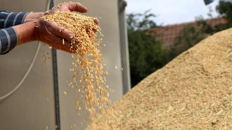 Bakanlık desteğiyle çeltik üretimi, 1 milyon tona çıktı Bakanlık desteğiyle çeltik üretimi, 1 milyon tona çıktı