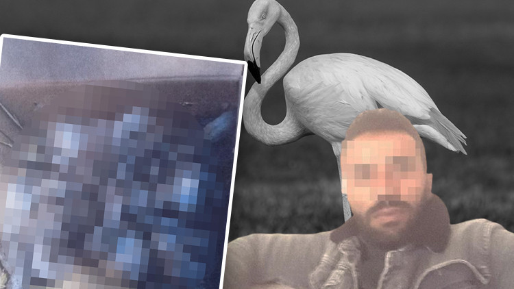 Kolilerden gelen sesler harekete geçirdi Gören inanamadı: Para için flamingolara kıydılar