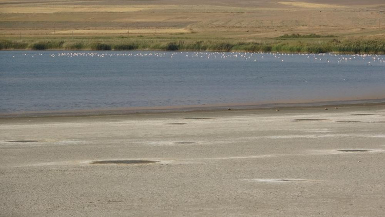 Kuş cenneti Erçek Gölü’nde endişelendiren görüntü