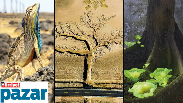 Objektife yansıyan dünya halleri