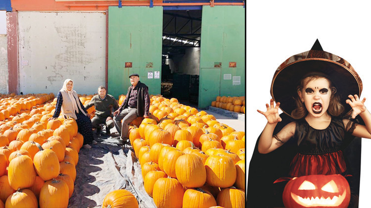 Cadıların kabakları Konyadan