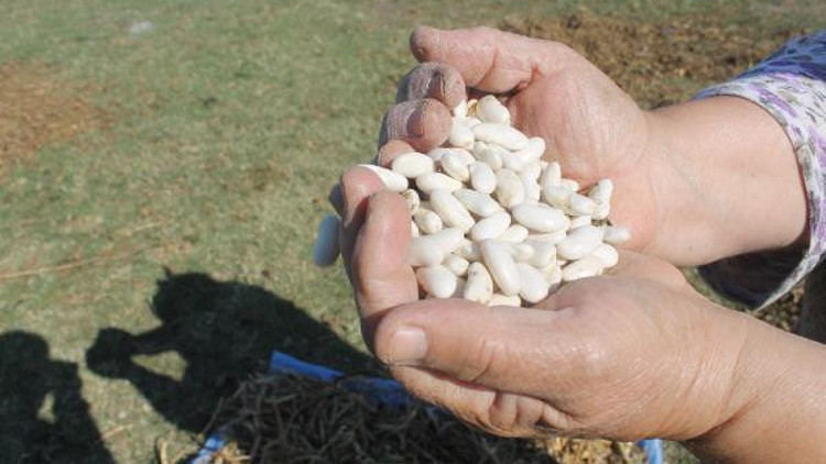 Manyas’ta ‘Kazak fasulyesi’ hasadı başladı Manyas’ta ‘Kazak fasulyesi’ hasadı başladı