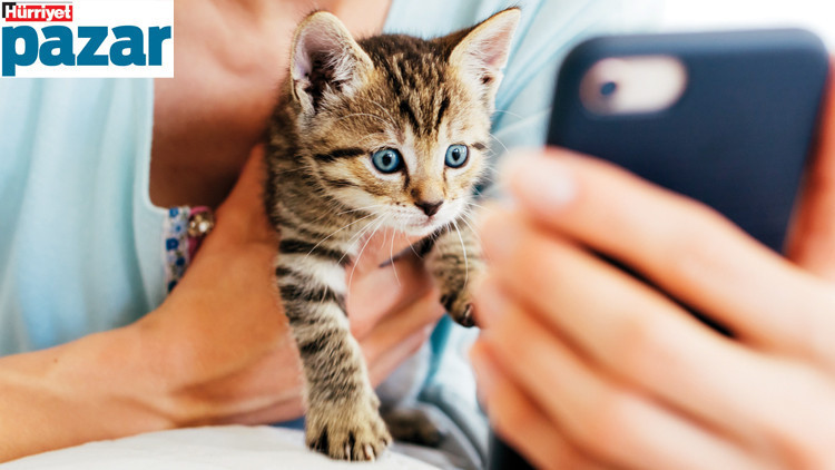 Veteriner stresine son Veteriner stresine son