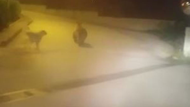 Borçka’da ilçe merkezine inen ayı paniğe neden oldu Borçka’da ilçe merkezine inen ayı paniğe neden oldu