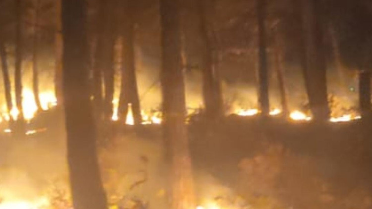 Osmaniyede orman yangını Osmaniyede orman yangını