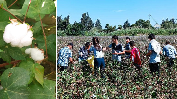 Okul arazisinde yetiştirilen pamuktan 400 bin lira gelir Okul arazisinde yetiştirilen pamuktan 400 bin lira gelir
