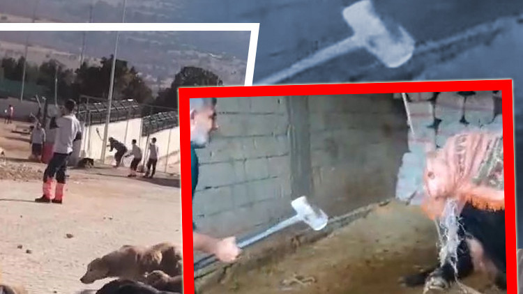 Köpek katillerinin ardından bir tahliye daha Boğayı balyozla öldürmüştü Köpek katillerinin ardından bir tahliye daha Boğayı balyozla öldürmüştü